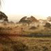 Sanctuary Swala, Tarangire